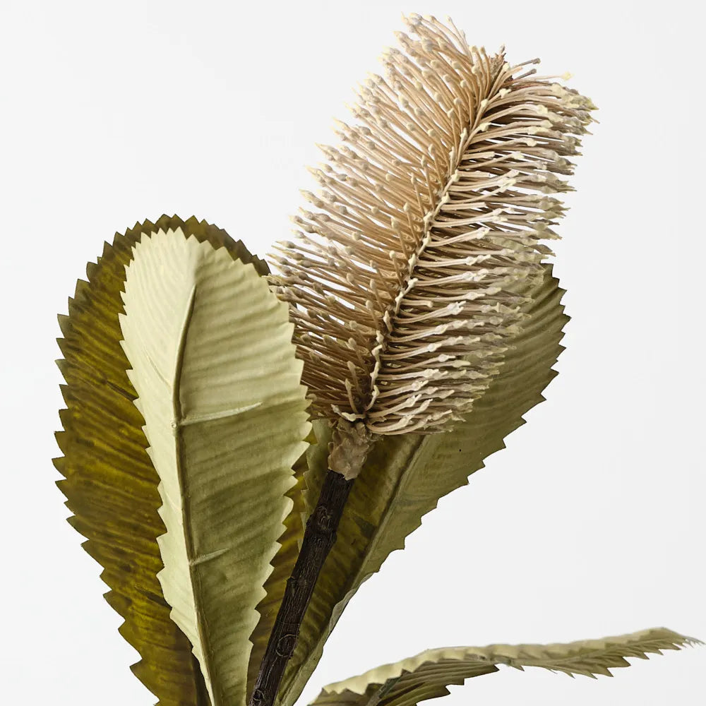 Banksia Robur | Ivory