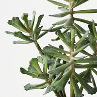 Senecio Plant Green