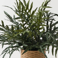 Fern Snake Leaf Plant Grey Green