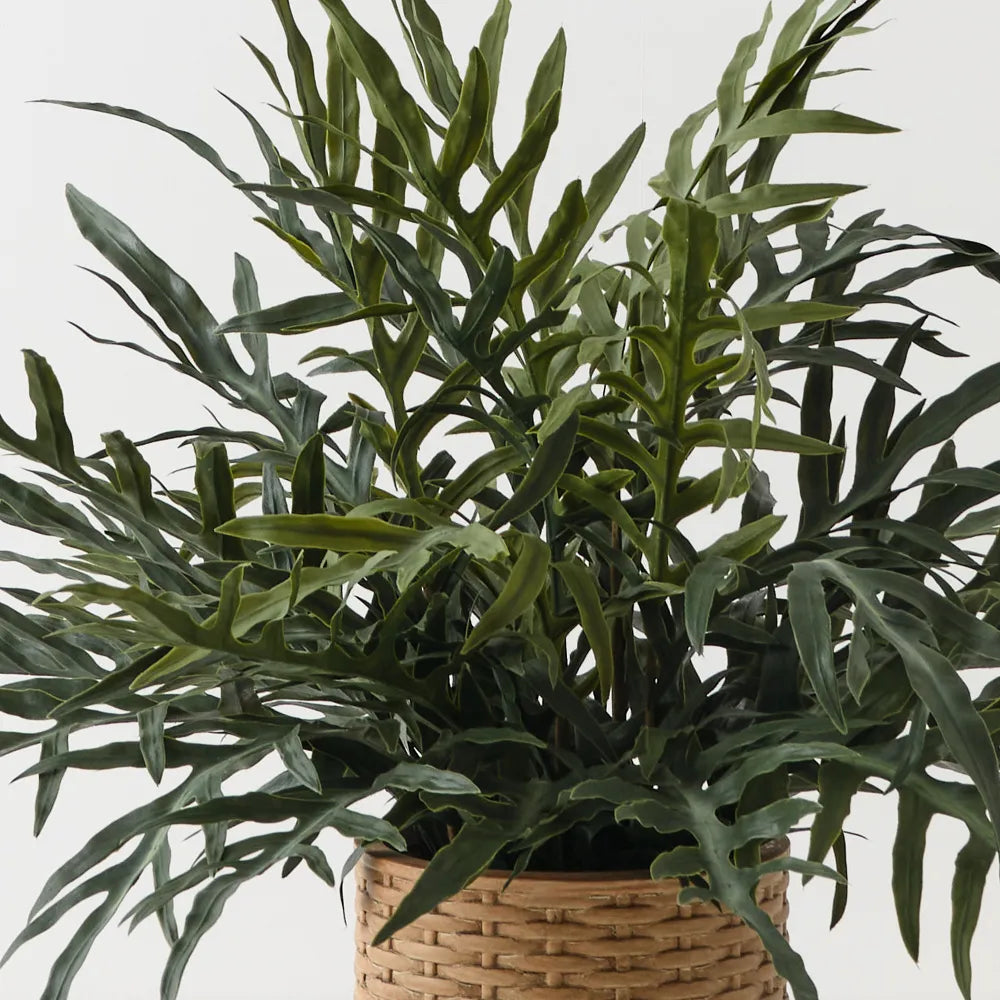 Fern Snake Leaf Plant Grey Green