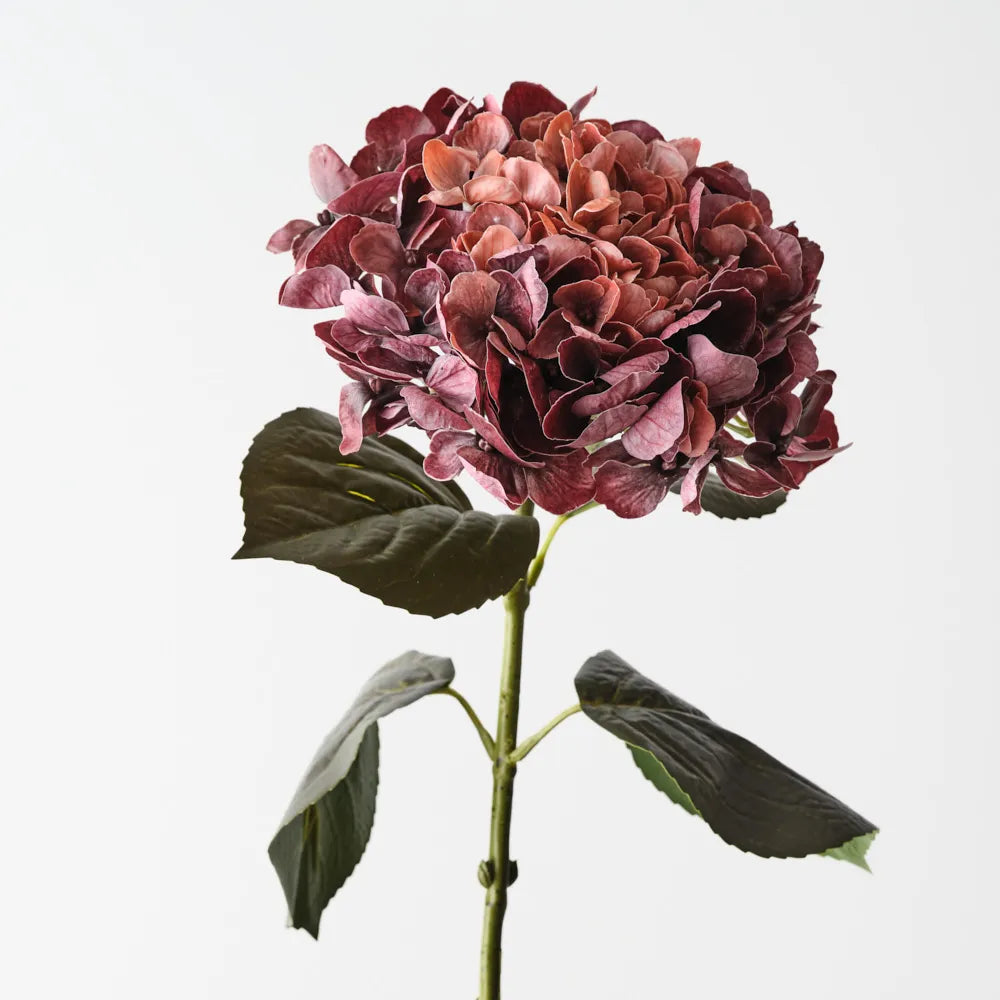 Hydrangea | Burgundy Rust