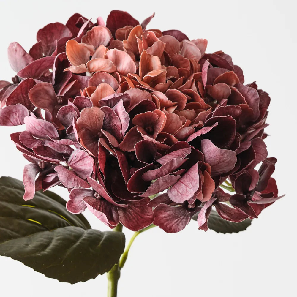 Hydrangea | Burgundy Rust