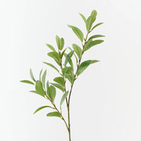 Pittosporum Leaf Spray | Green