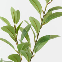 Pittosporum Leaf Spray | Green