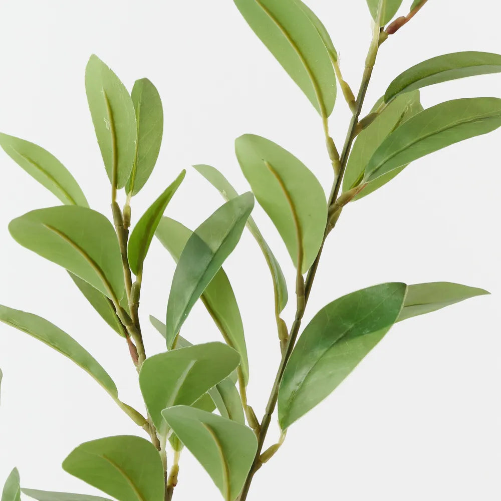Pittosporum Leaf Spray | Green