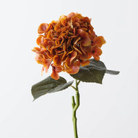 Hydrangea | Burnt Orange