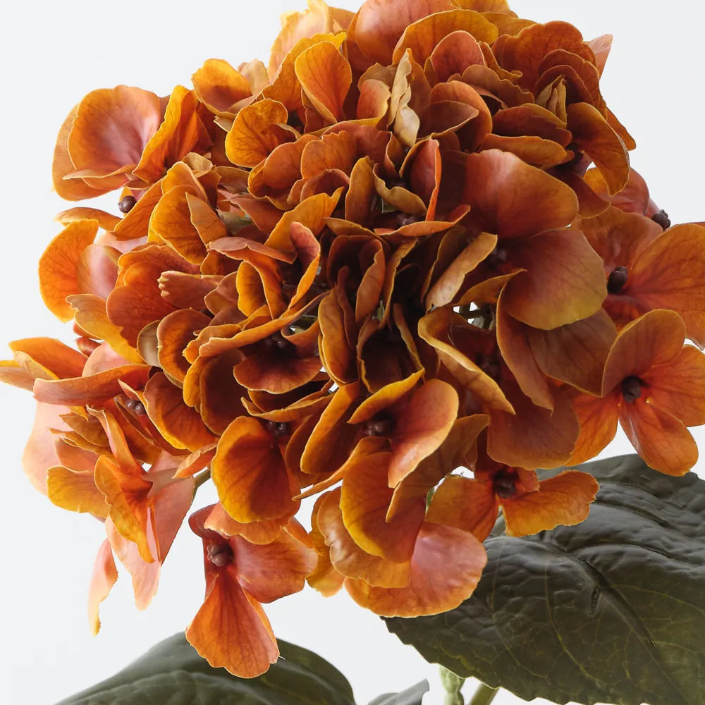 Hydrangea | Burnt Orange