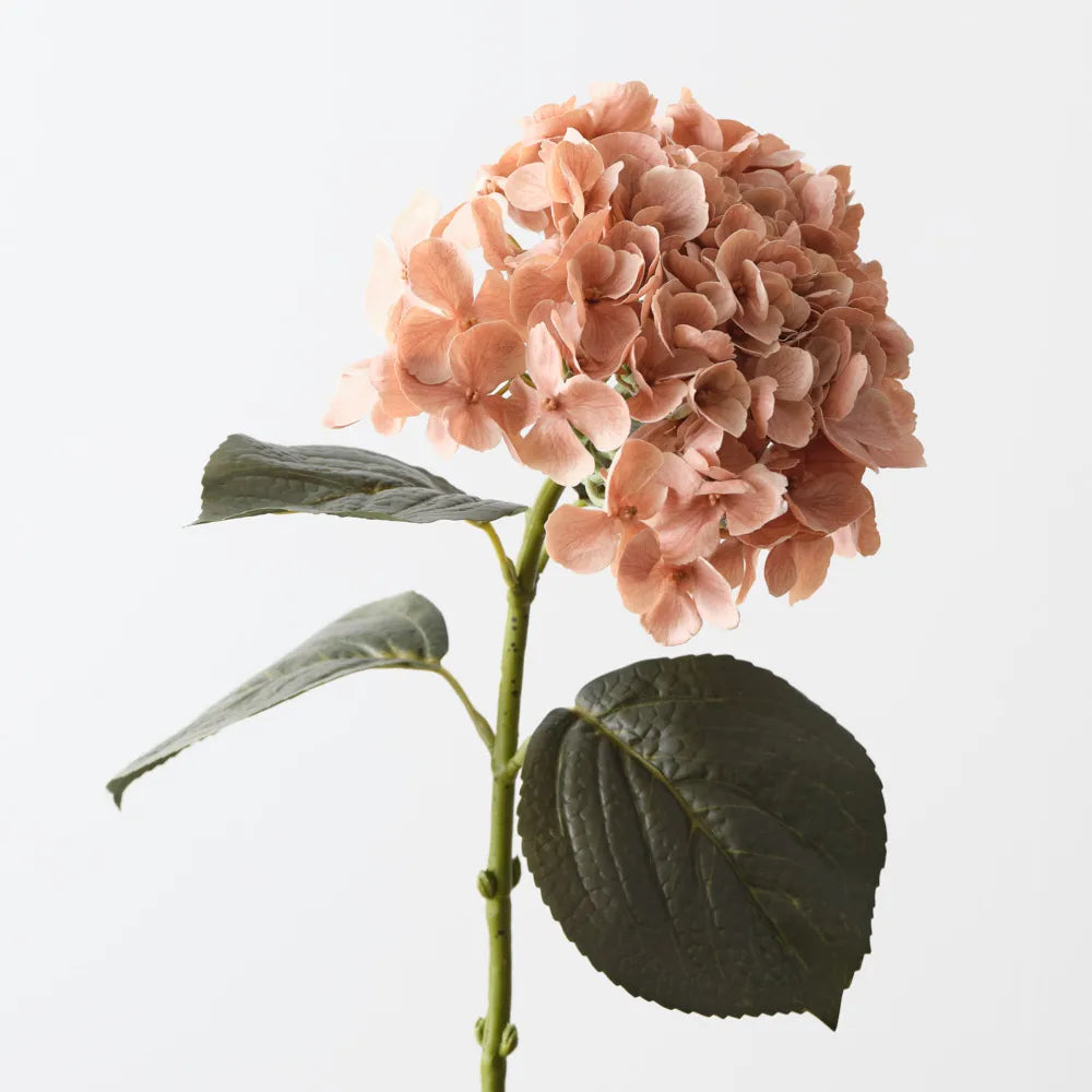 Hydrangea | Coffee Cream