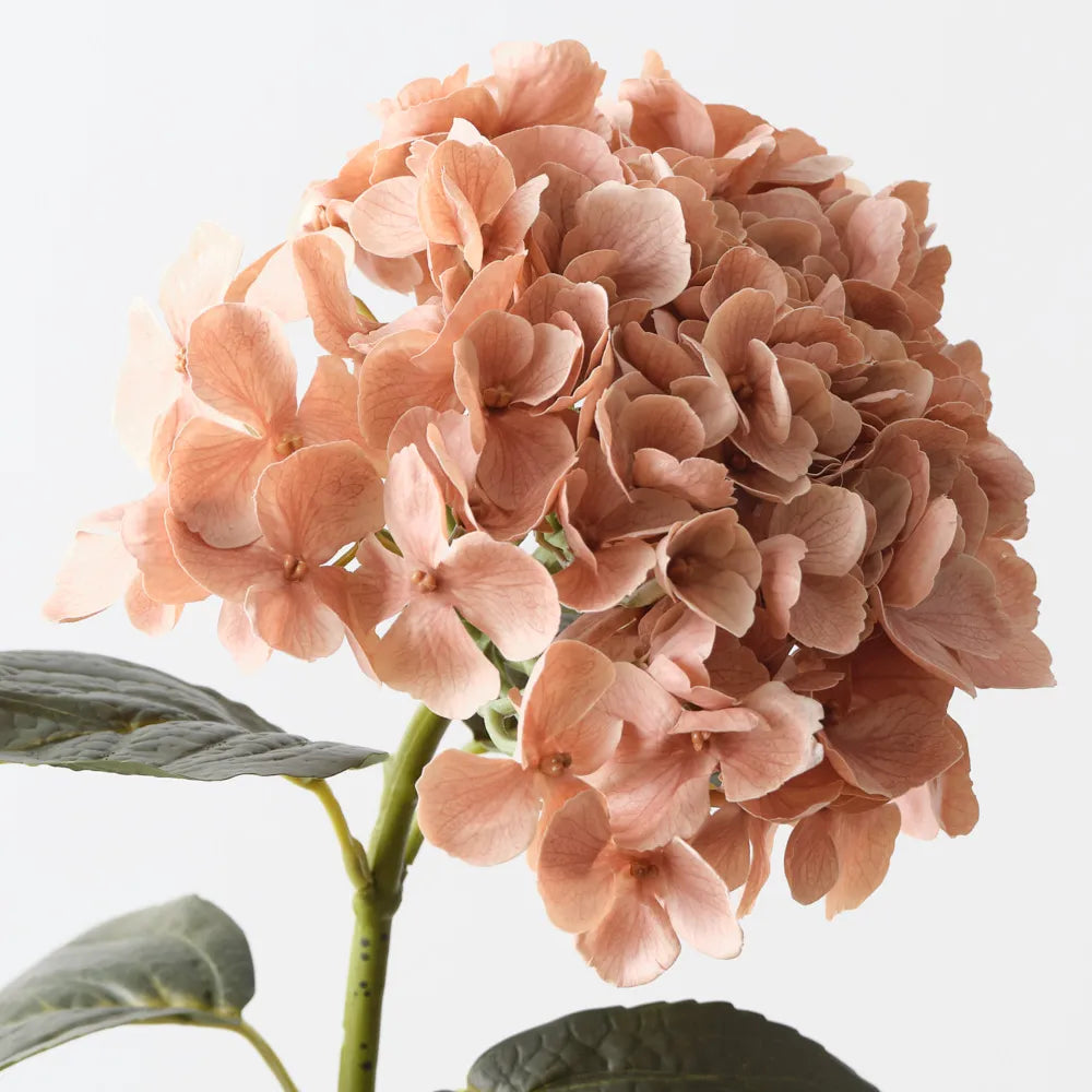 Hydrangea | Coffee Cream