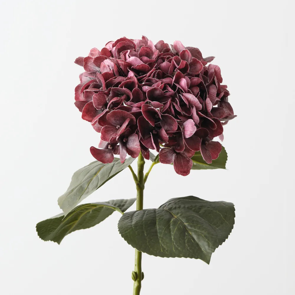 Hydrangea | Burgundy