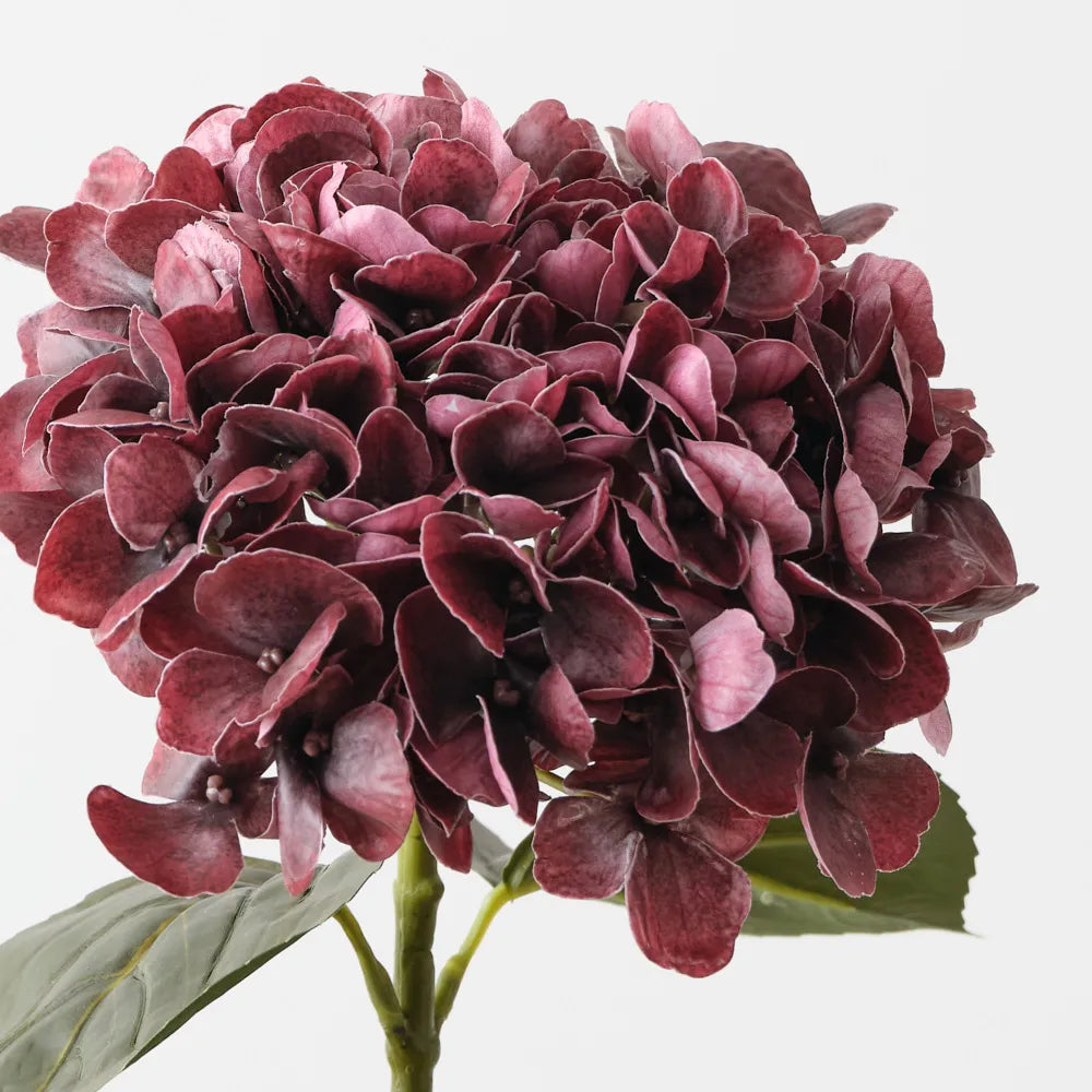 Hydrangea | Burgundy