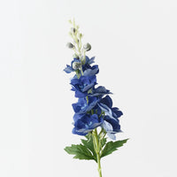 Delphinium | Dark Blue