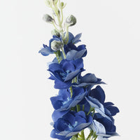 Delphinium | Dark Blue
