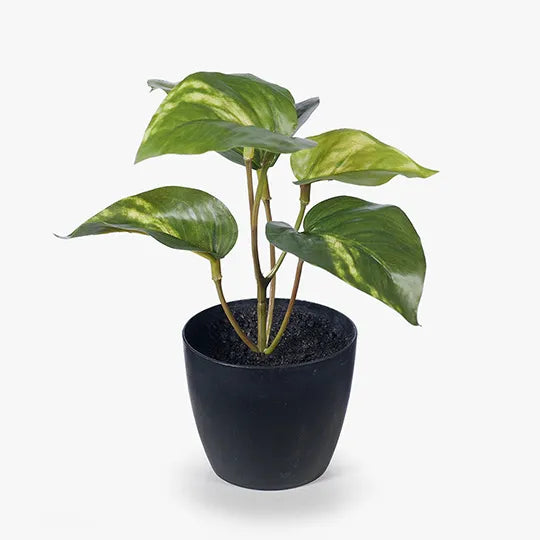 Pothos in Pot Variegated