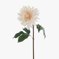 Dahlia Star | Soft Pink