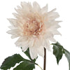 Dahlia Star | Soft Pink