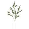 Wax Flower Seed