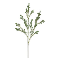 Wax Flower Seed