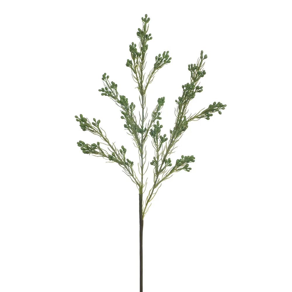 Wax Flower Seed