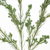 Wax Flower Seed