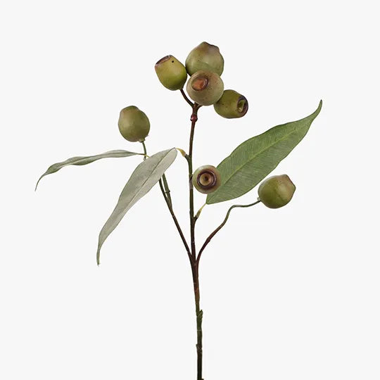 Eucalyptus Gum Nut Spray