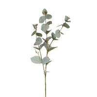 Eucalyptus Silver Dollar Grey Green