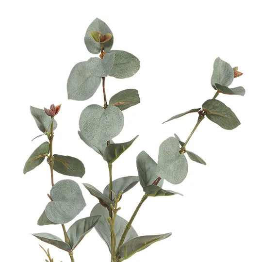 Eucalyptus Silver Dollar Grey Green
