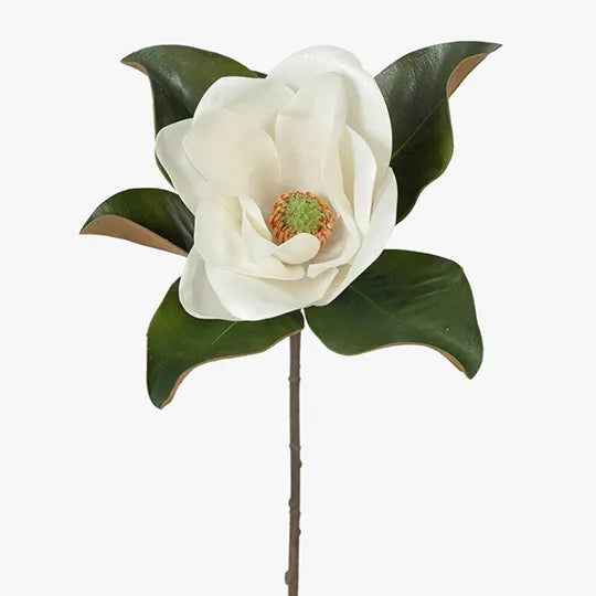 Magnolia White Stem