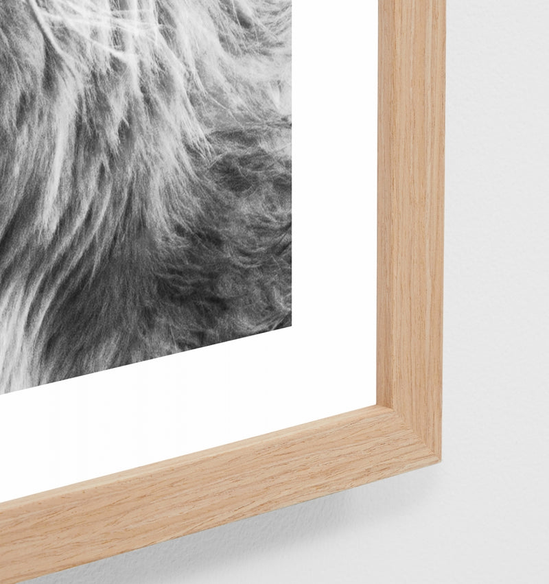 Highland Friend | Framed Print
