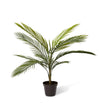 Areca Palm Outdoor) | Green