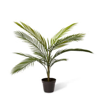 Areca Palm Outdoor) | Green