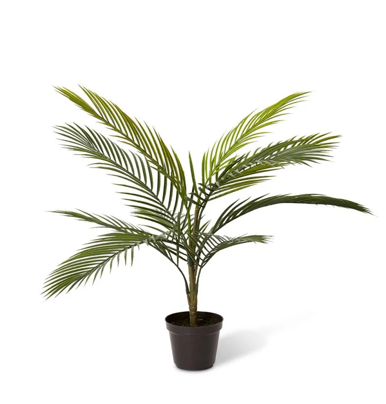 Areca Palm Outdoor | Green
