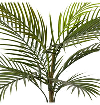 Areca Palm Outdoor | Green