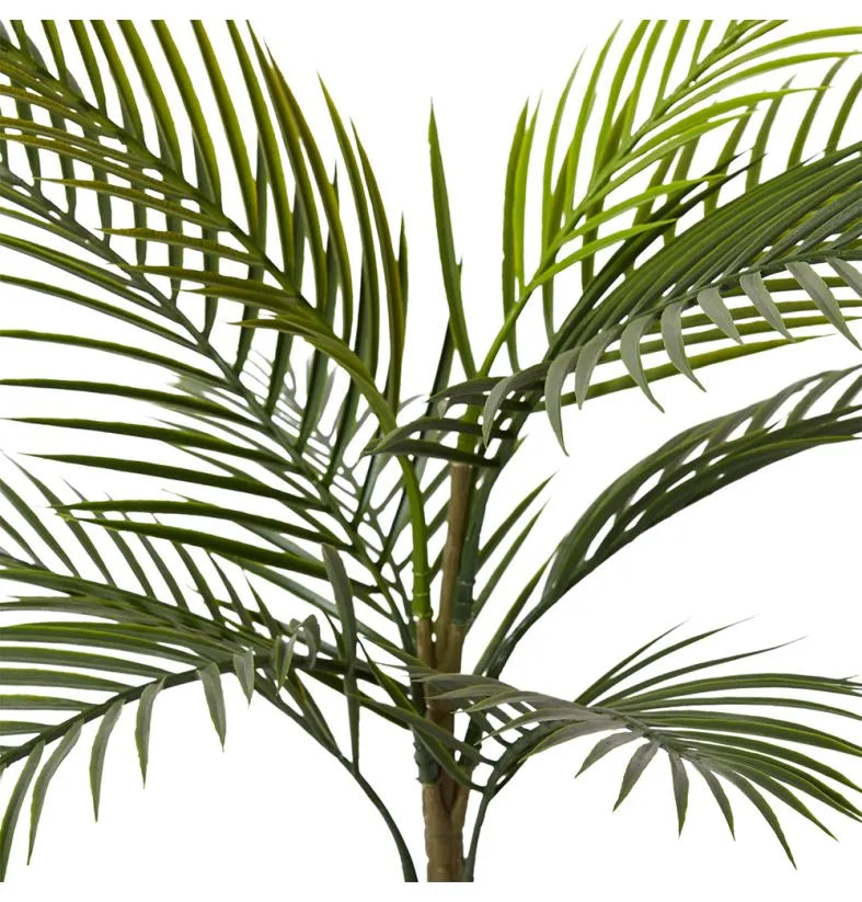 Areca Palm Outdoor | Green