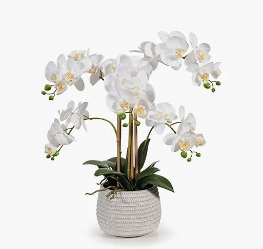 Orchid Phalaenopsis in Pot