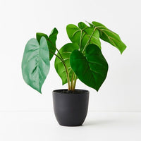 Philodendron Plant | Green