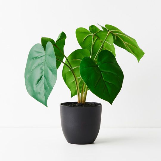 Fiddle Leaf Plant