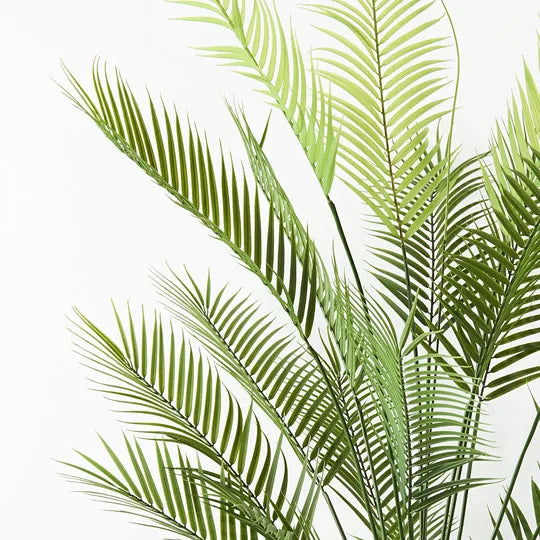 Palm Parlour Plant | Green