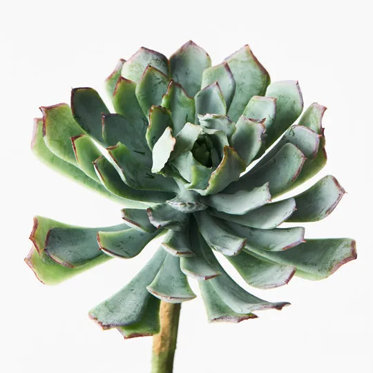 Succulent Green Mauve