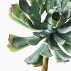 Succulent Green Mauve