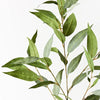 Eucalyptus Spray | Grey Green