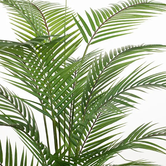 Palm Parlour Plant | Green