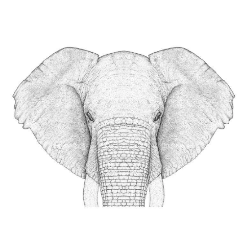 Full Faced Ethan The Elephant Limited Edition Dot Print