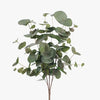 Eucalyptus Silver Dollar Bush