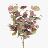 Eucalyptus Silver Dollar Bush