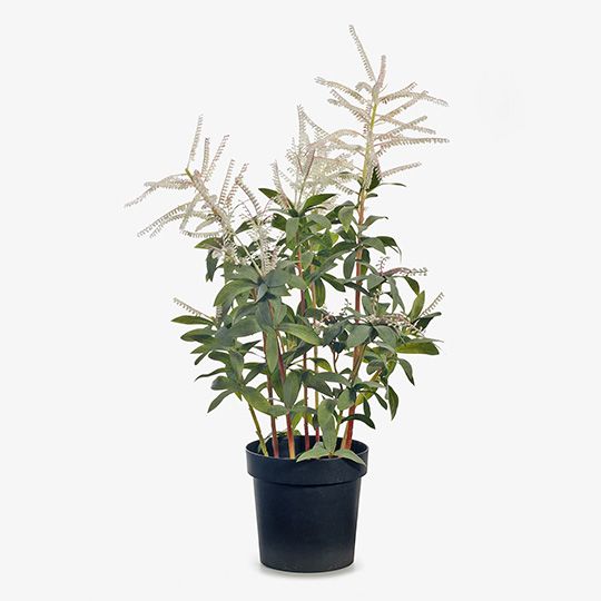 Pieris Japonica Plant
