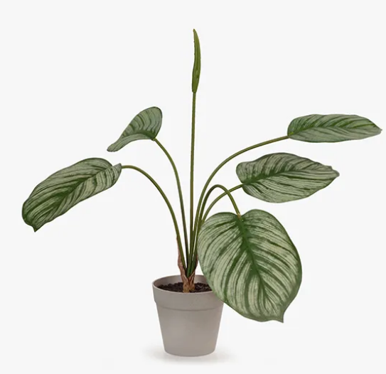 Calathea Plant in Pot | Green |40cm