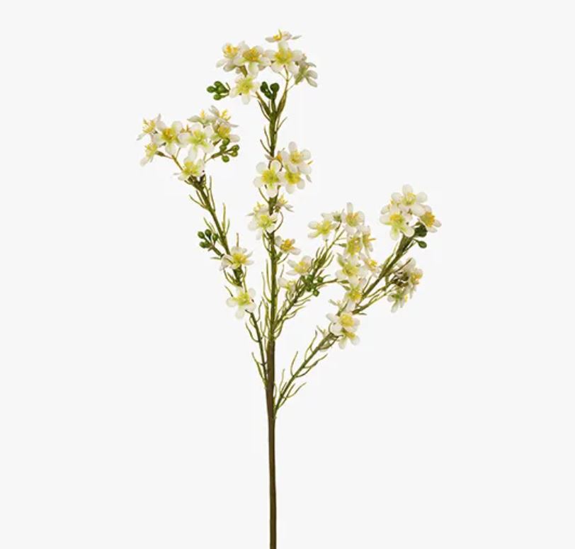Wax Flower | 57cm