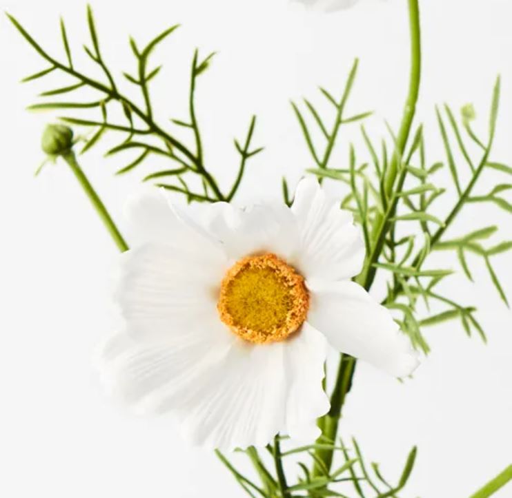 Cosmos Spray | White