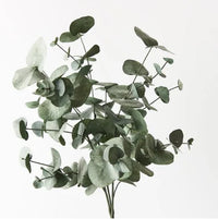 Eucalyptus Silver Dollar Bush